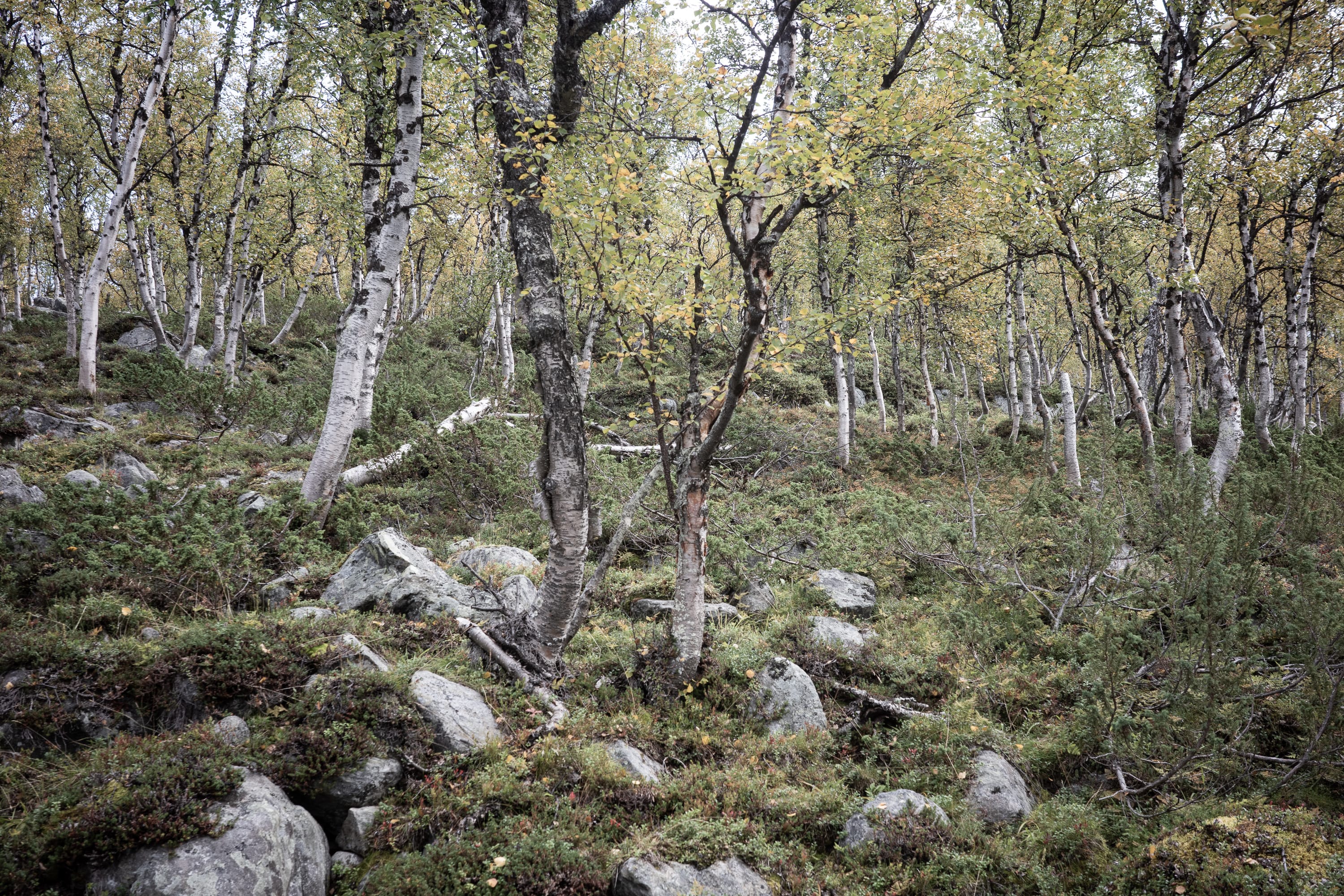 It is full of juniper and fallen trees here. How am I supposed to find the one I am searching for?