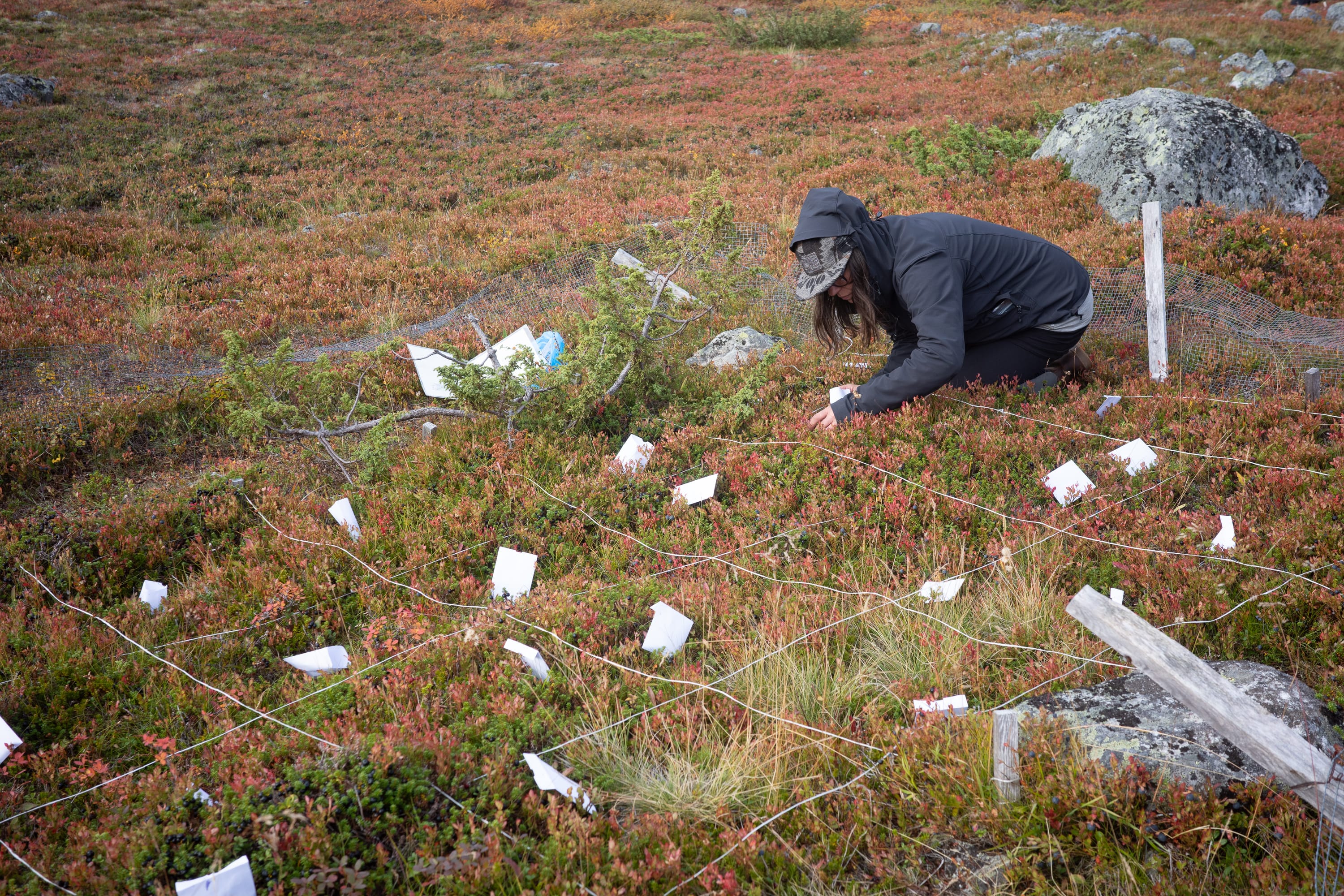 Anu picking bilberries.